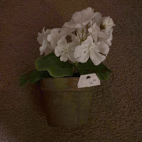 Ragoon House Potted White Geranium - Picture 3 of 4